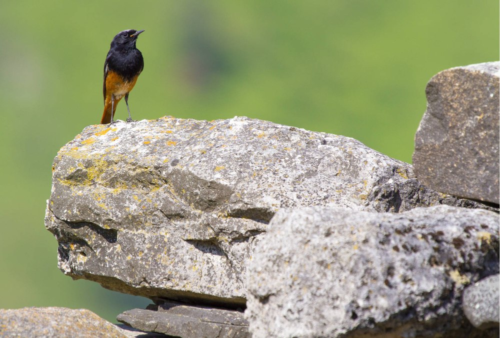 Кавказский заповедник горихвостка-Чернушка