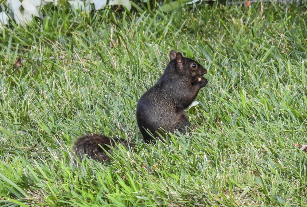 Белки в Хабаровске черные