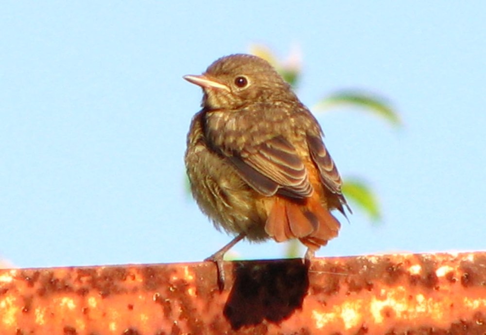 По Лесной дорожке бежит птенец горихвостки
