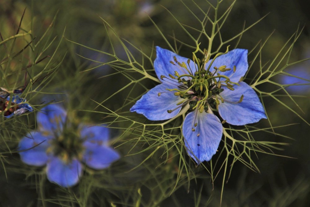 Тмин черный (нигелла)