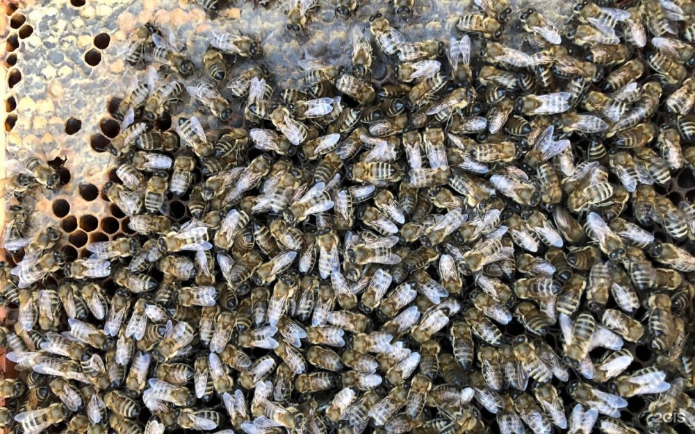 Горные пчелы