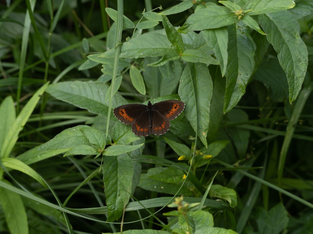 Чернушка кофейная