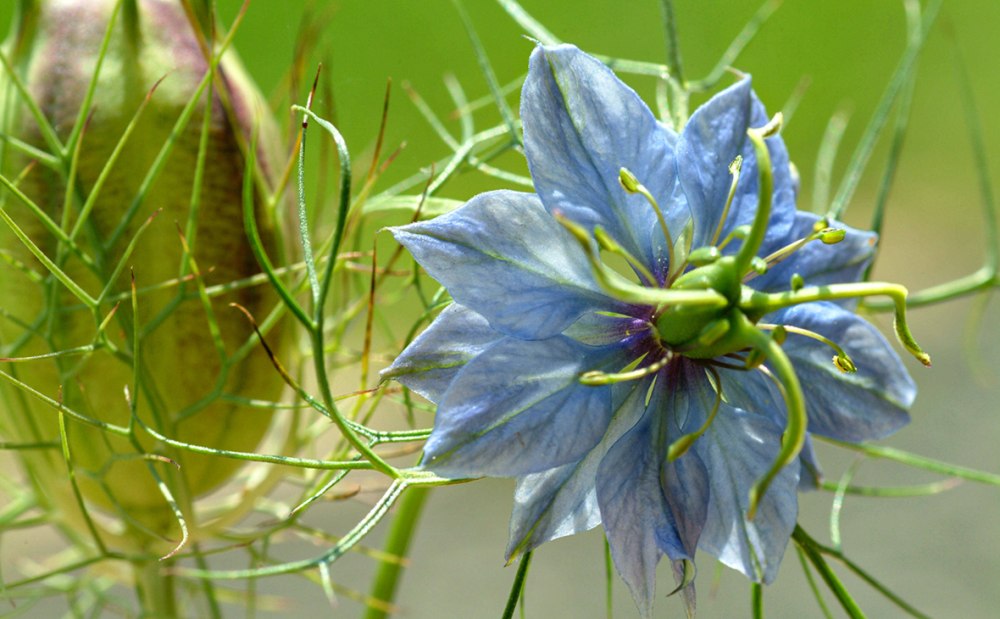 Цветковое растение Nigella Sativa (Чернушка посевная)
