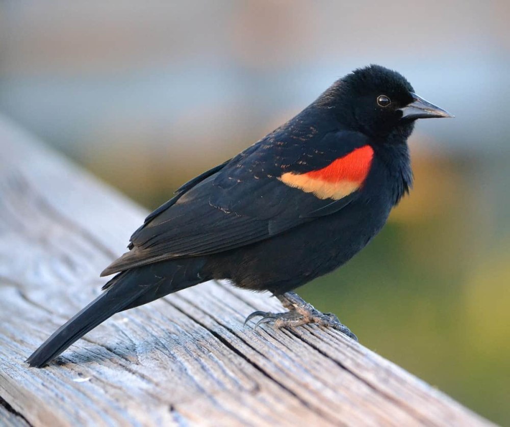 Redwing Blackbird