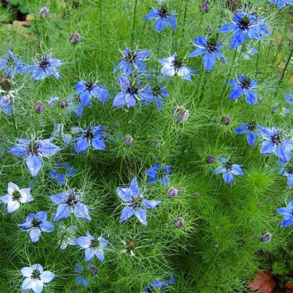 Nigella Sativa (Чернушка посевная)