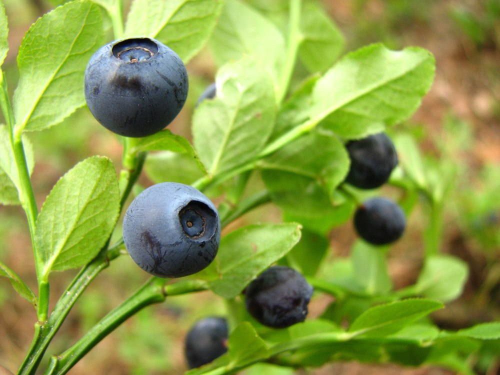 Черника на Кавказе