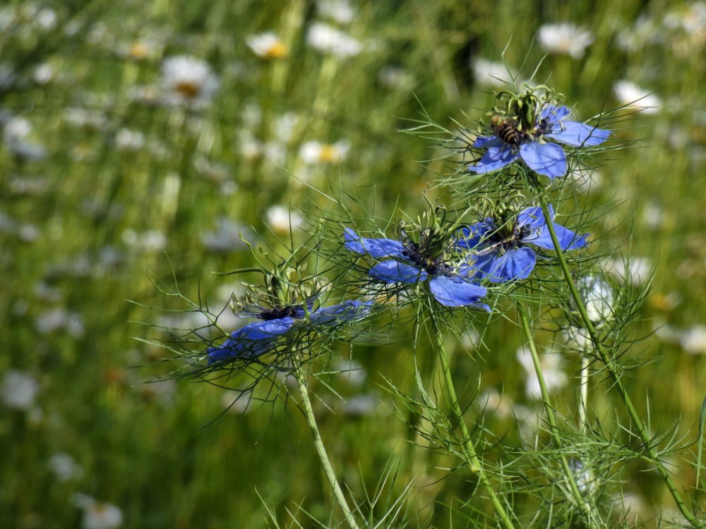 Чернушка дамасская ферменты