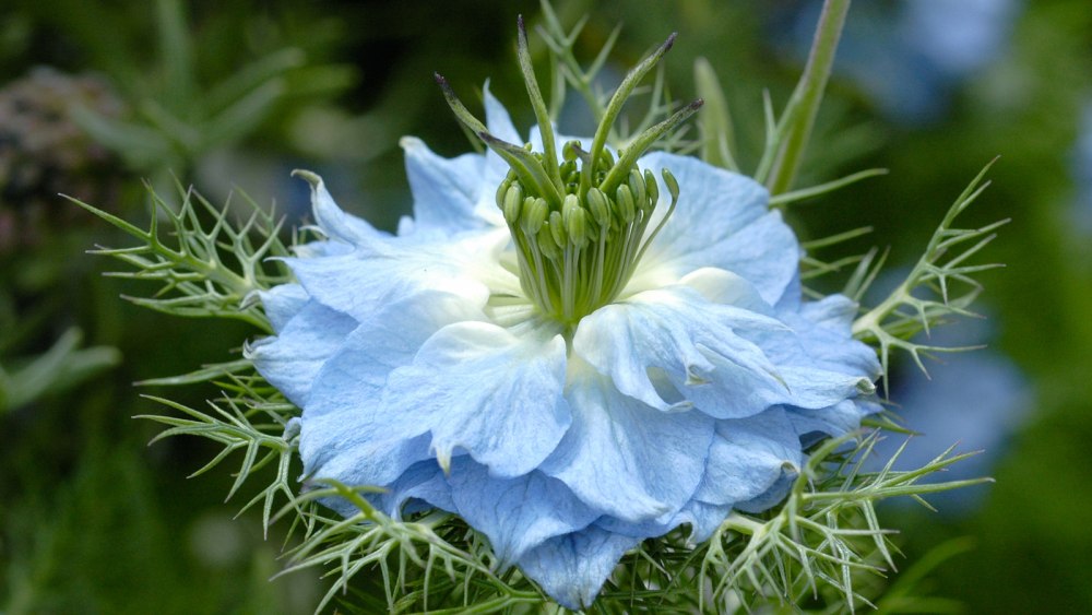 Мигела цветок