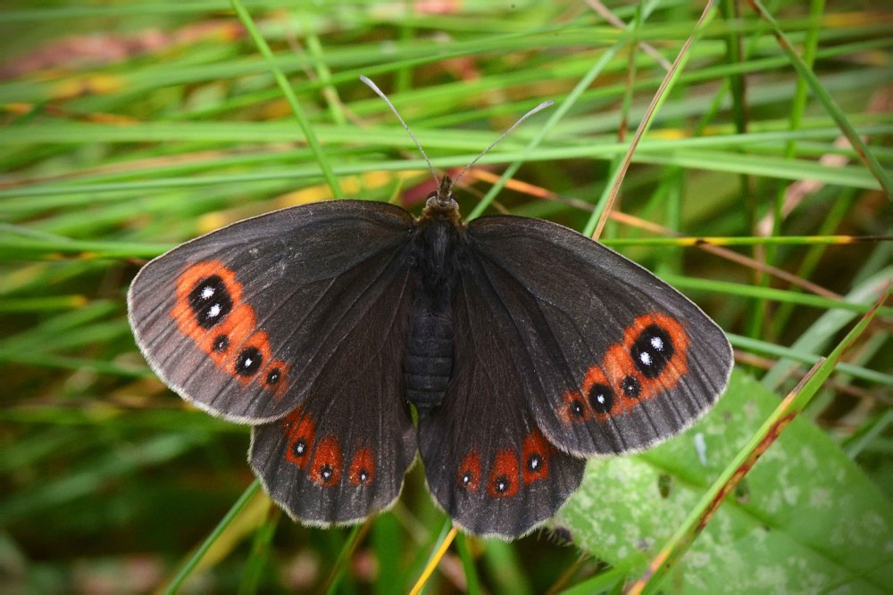 Чернушка Киндерманна