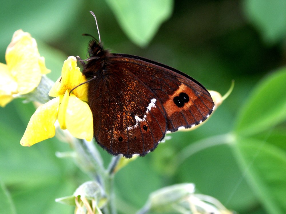 Насекомые Сахалина