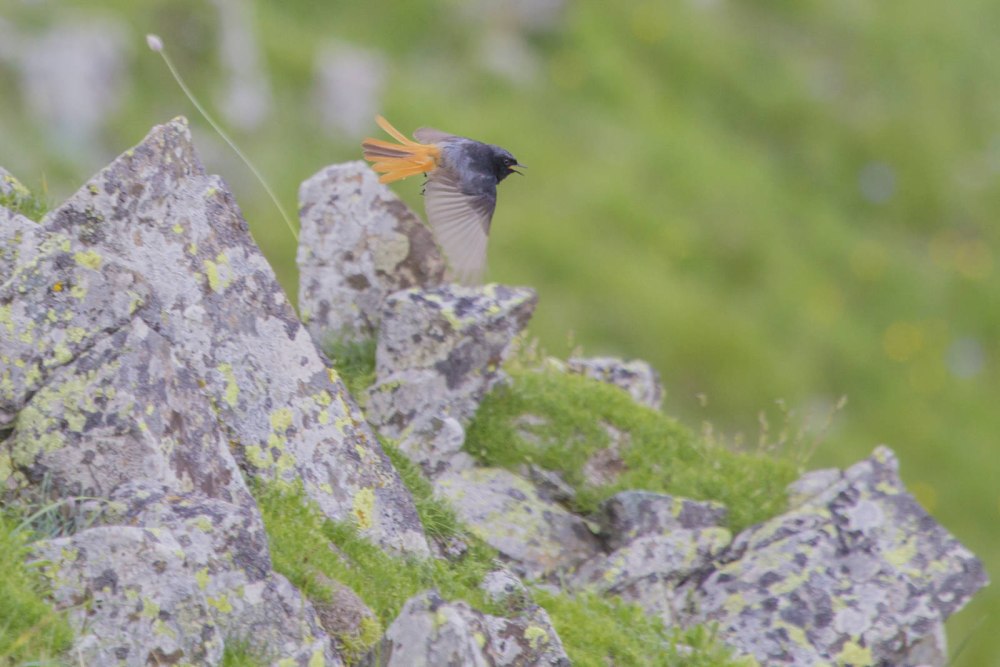 Кавказский заповедник горихвостка-Чернушка