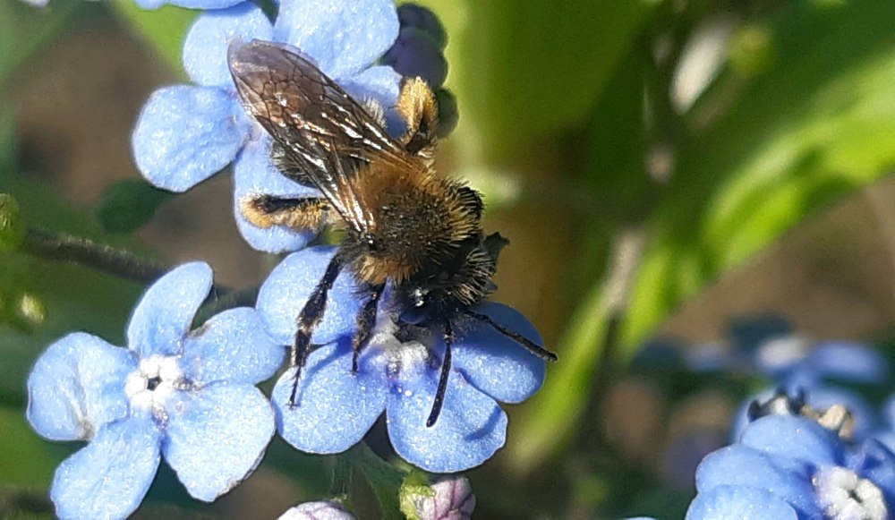 Серая Горная Кавказская пчела