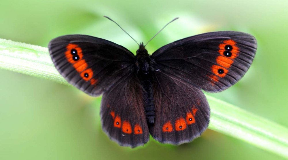 Чернушка Эдда