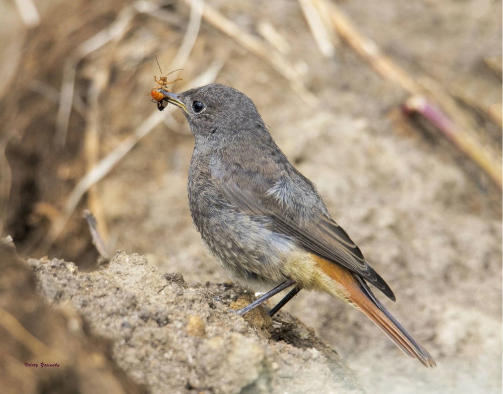 Черная горихвостка