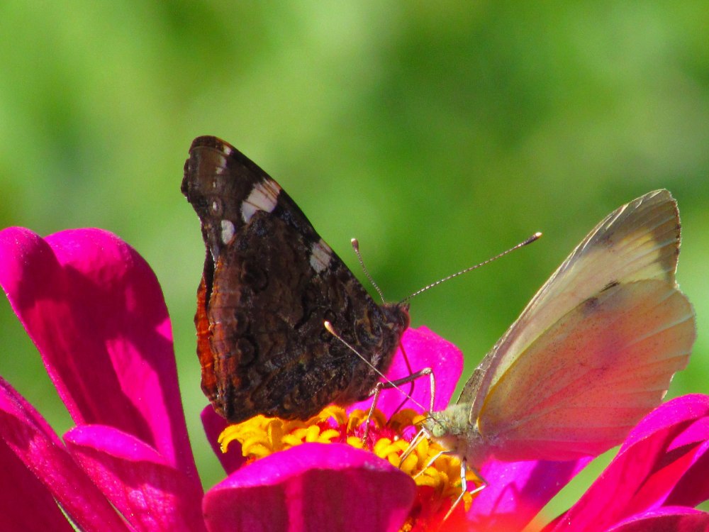 Бабочка на цветке Чернушка фото