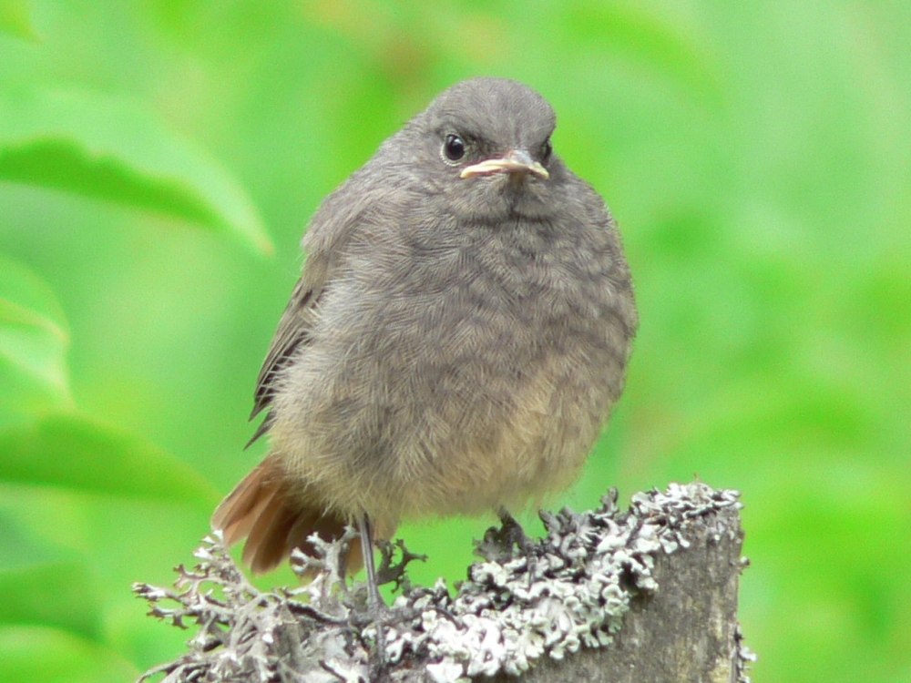 Горихвостка Чернушка птица пение