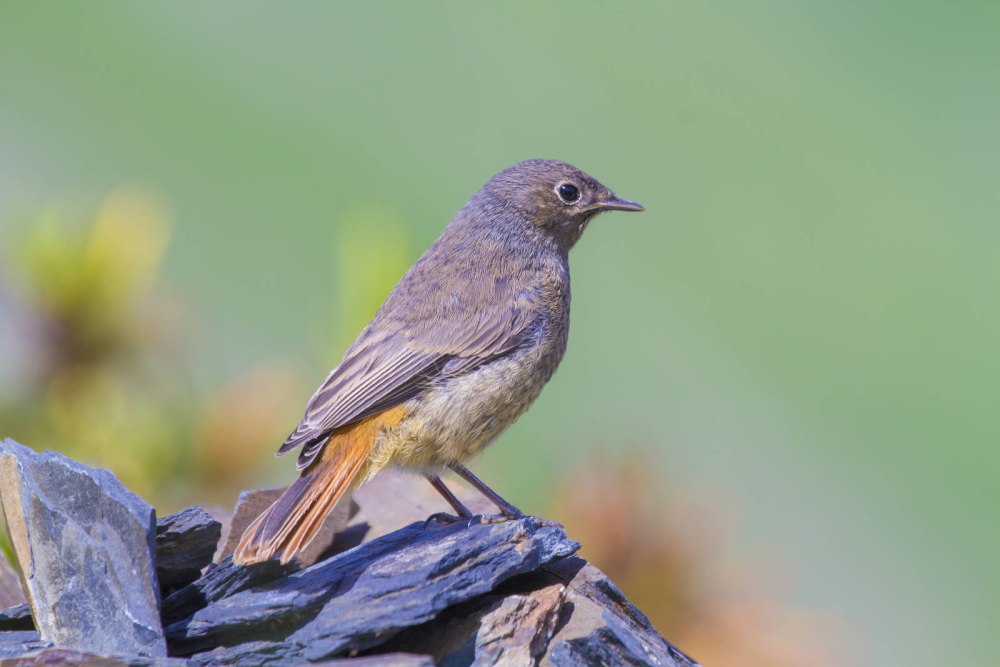 Phoenicurus ochruros