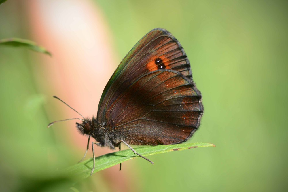 Erebia aethiops