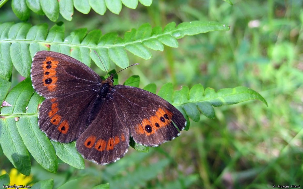 Erebia kindermanni