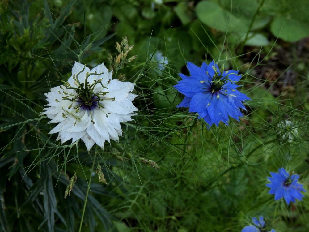Чернушка дамасская