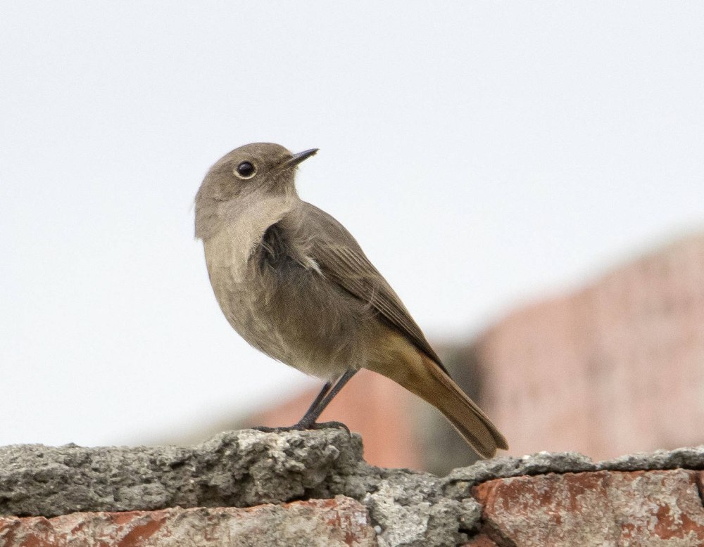 Какие птицы уже прилетели в Подмосковье 2022 году