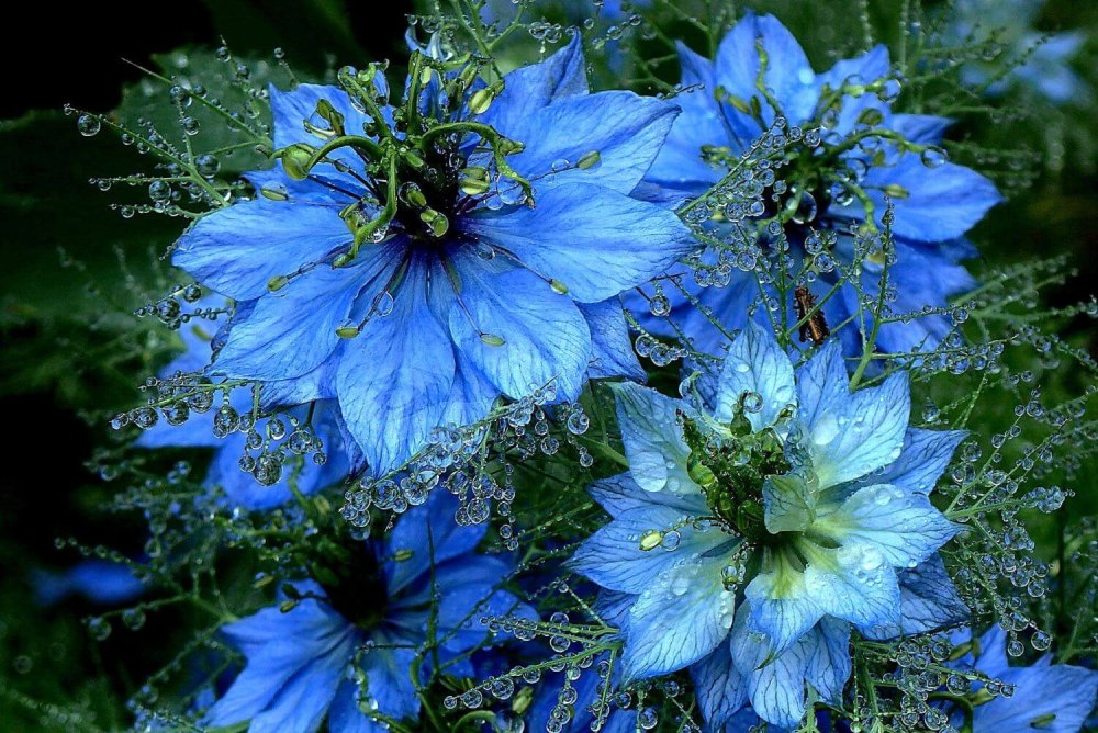 Цветок нигелла дамасская