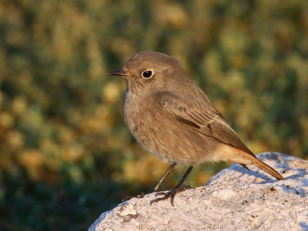 Птица года 2017 года в России