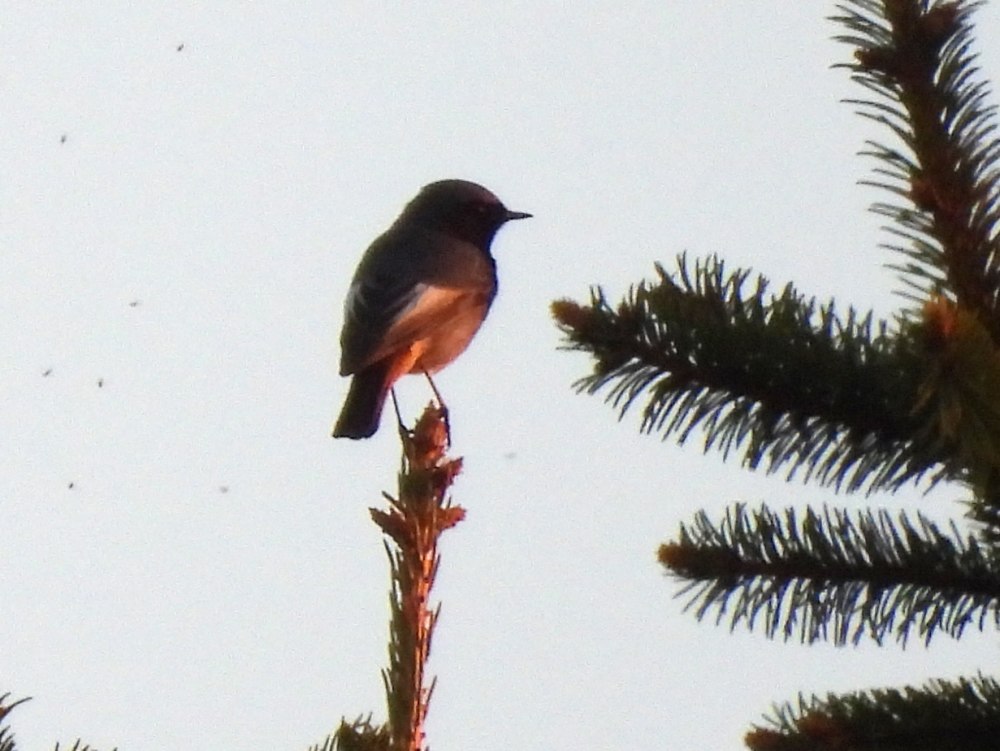 Птица Клест еловик