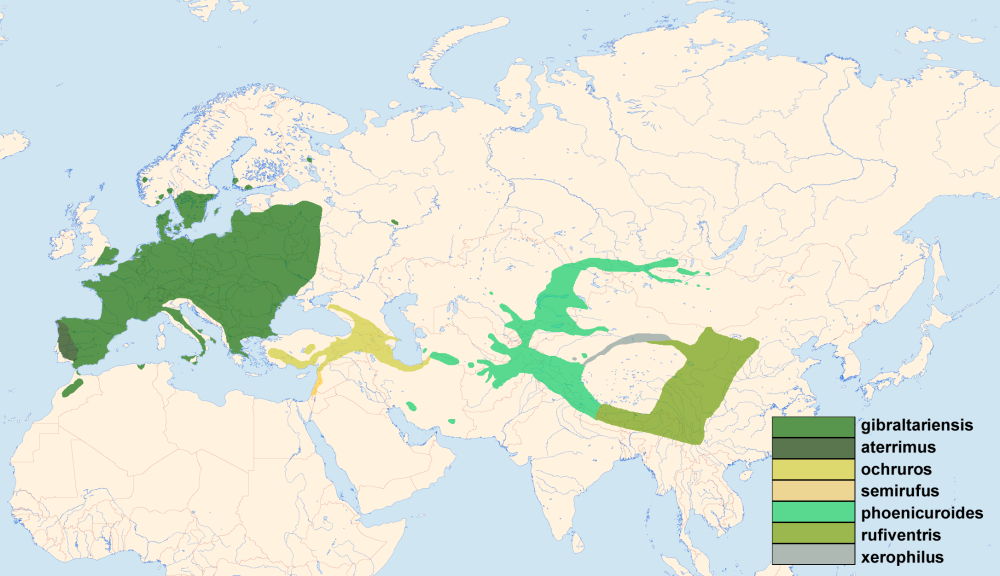 Гнездовой ареал