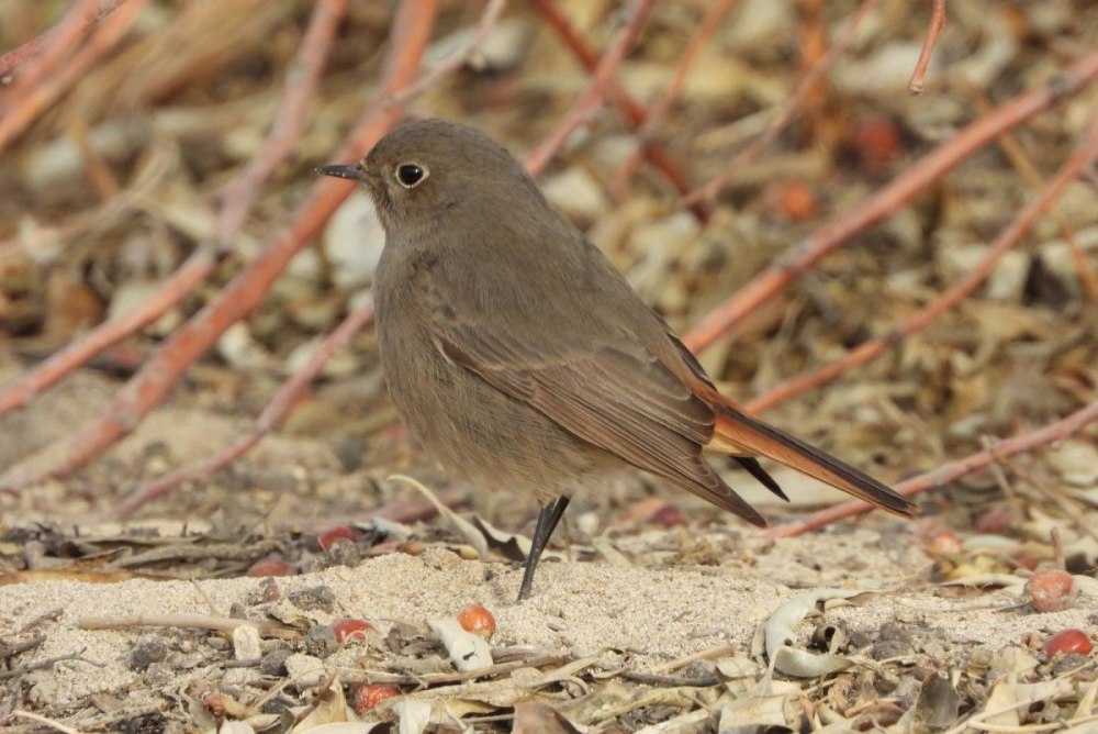 Горихвостка-Чернушка ареал