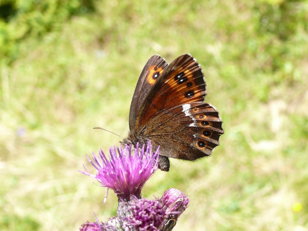 Эребия Лигея