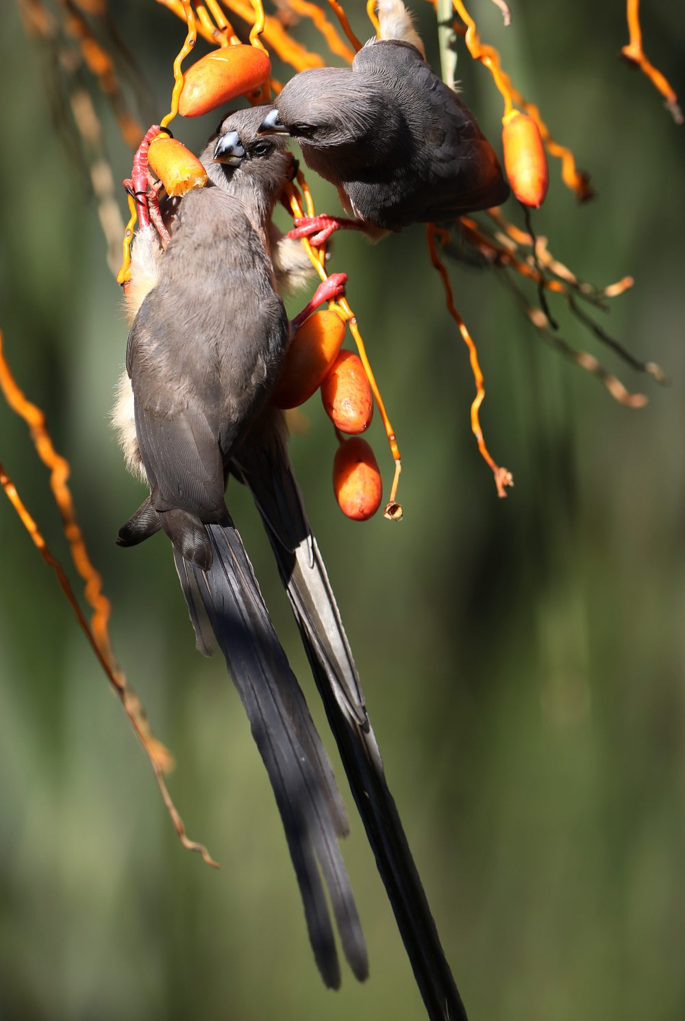Red-backed Mousebird