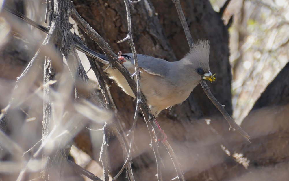 Karoo chat Bird