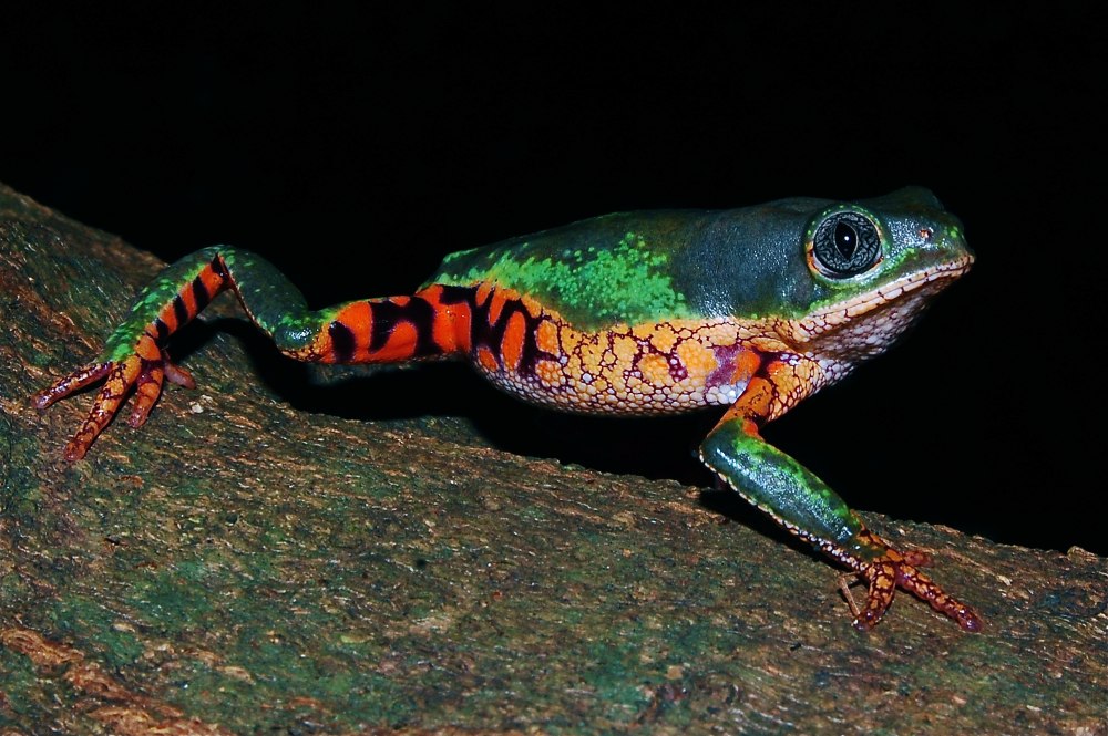 Pseudis paradoxa