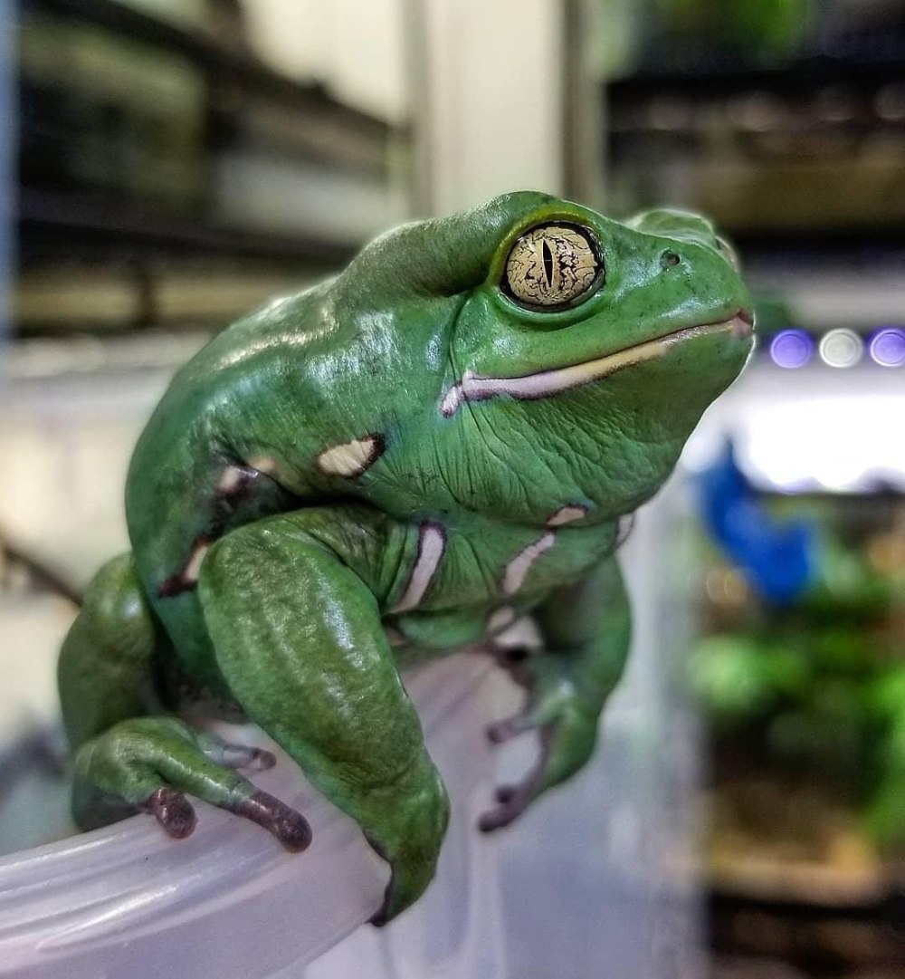 1 This Frogs...very good