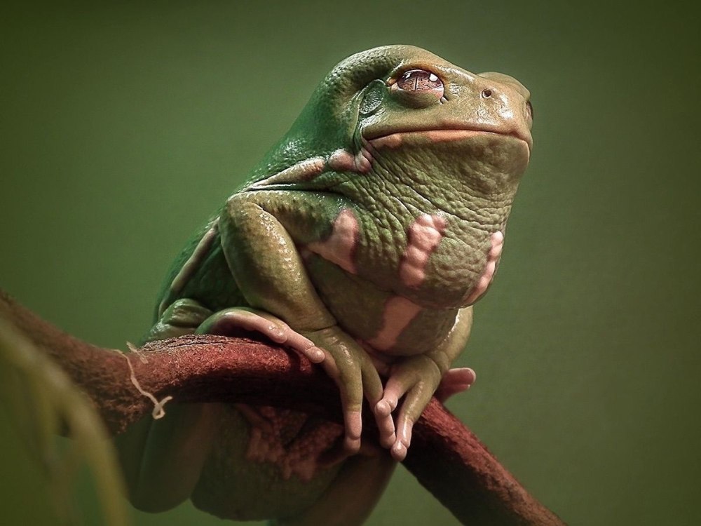 Phyllomedusa sauvagii