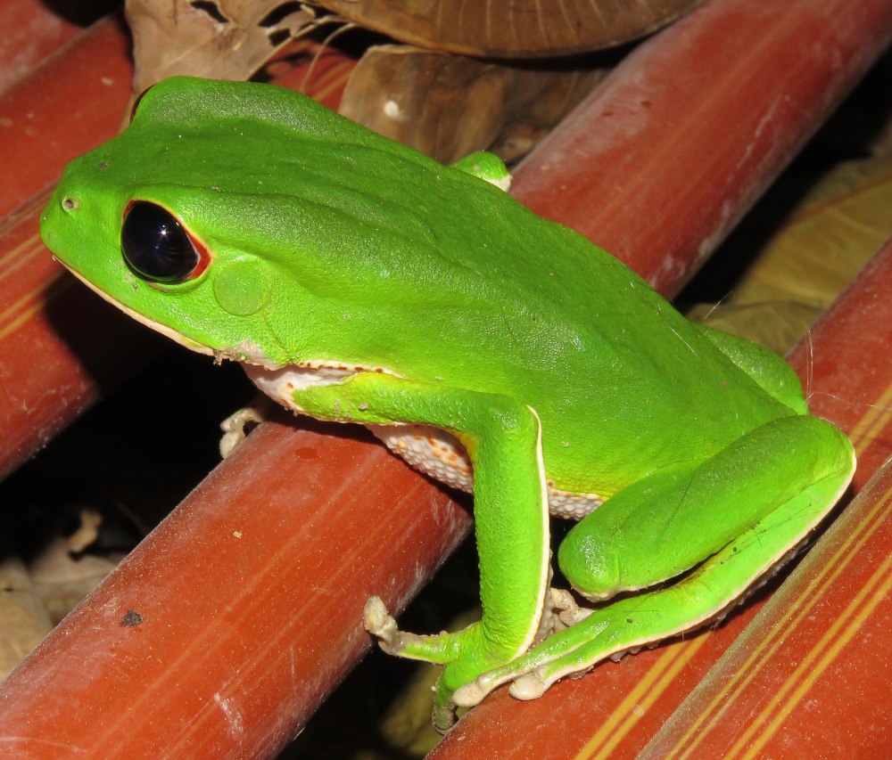 Phyllomedusa megacephala