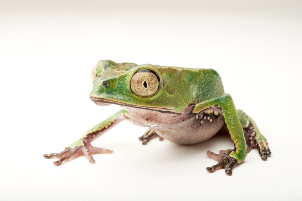 Phyllomedusa vaillantii