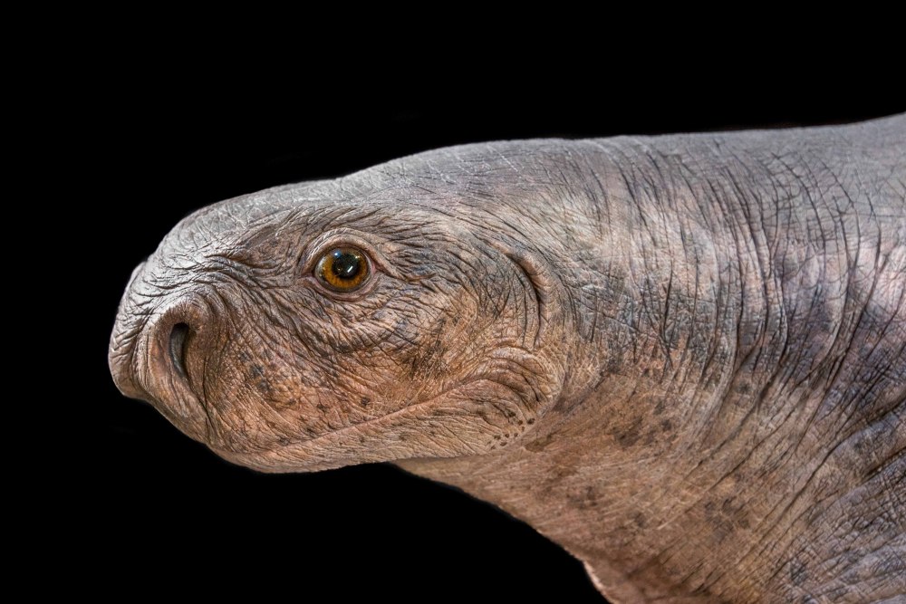 Cotylorhynchus Romeri