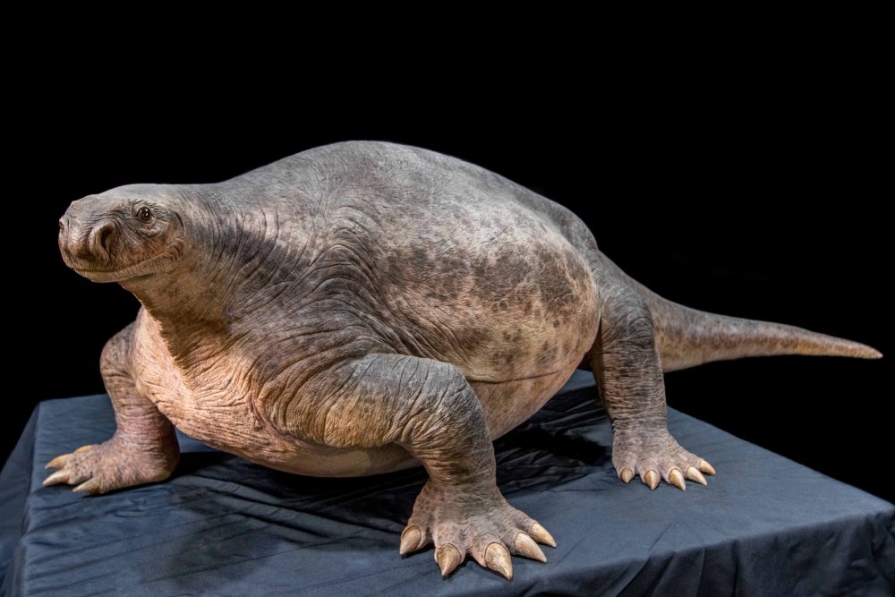 Cotylorhynchus Romeri