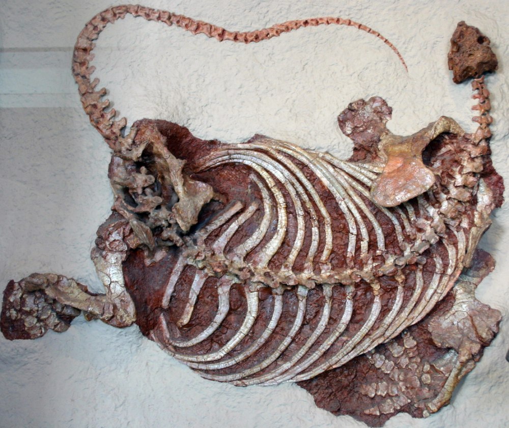 Cotylorhynchus Romeri