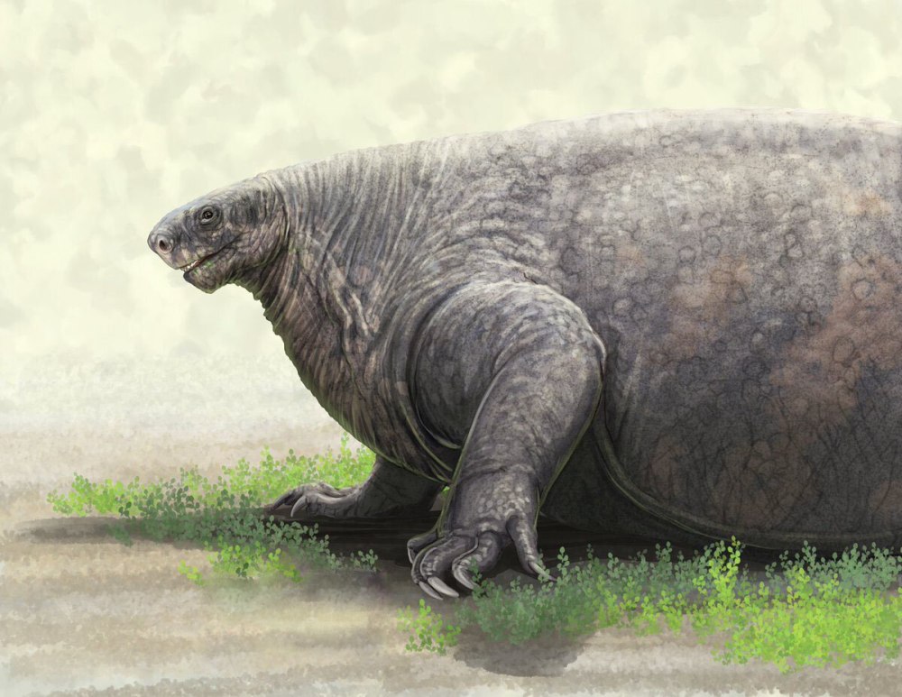 Cotylorhynchus Romeri