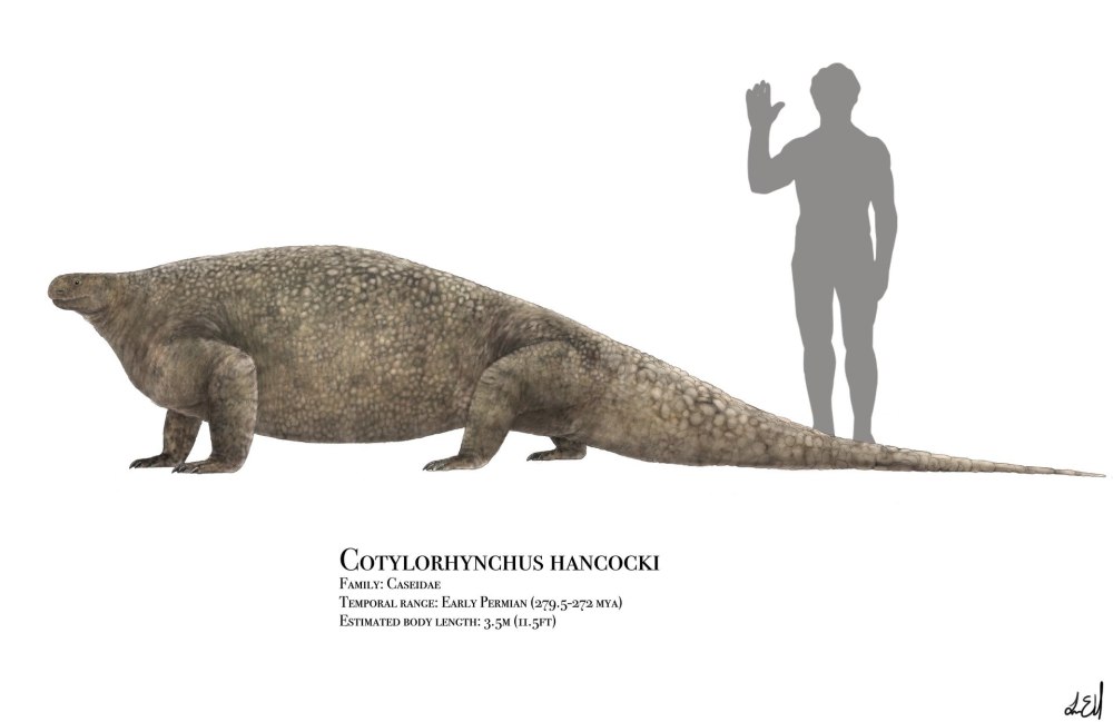 Cotylorhynchus hancocki