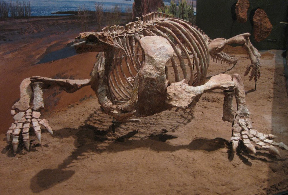 Cotylorhynchus Romeri
