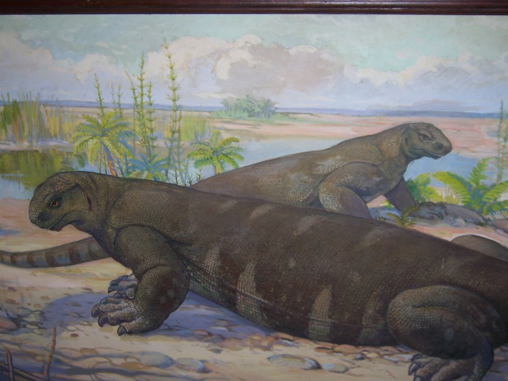 Cotylorhynchus Romeri