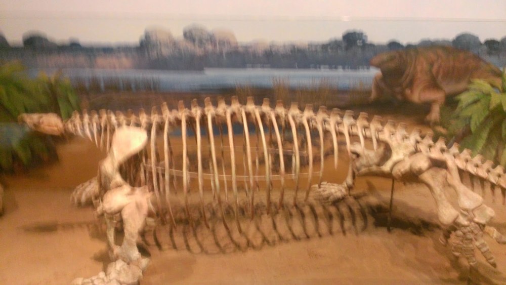 Cotylorhynchus Romeri