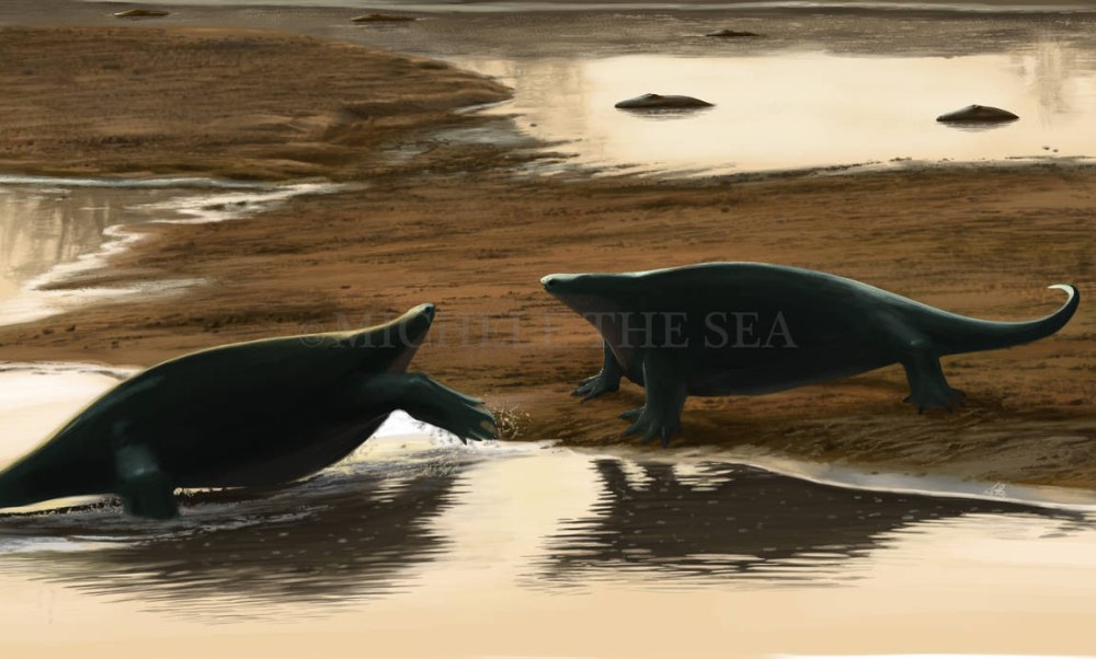 Cotylorhynchus Bransonic