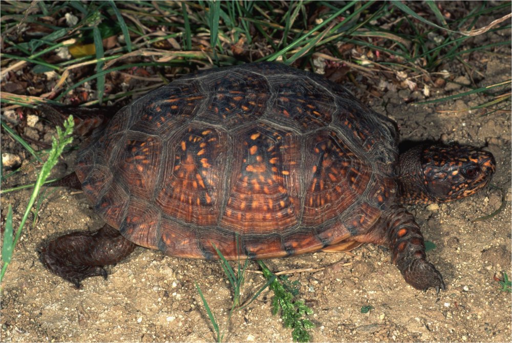 Мексиканская черепаха