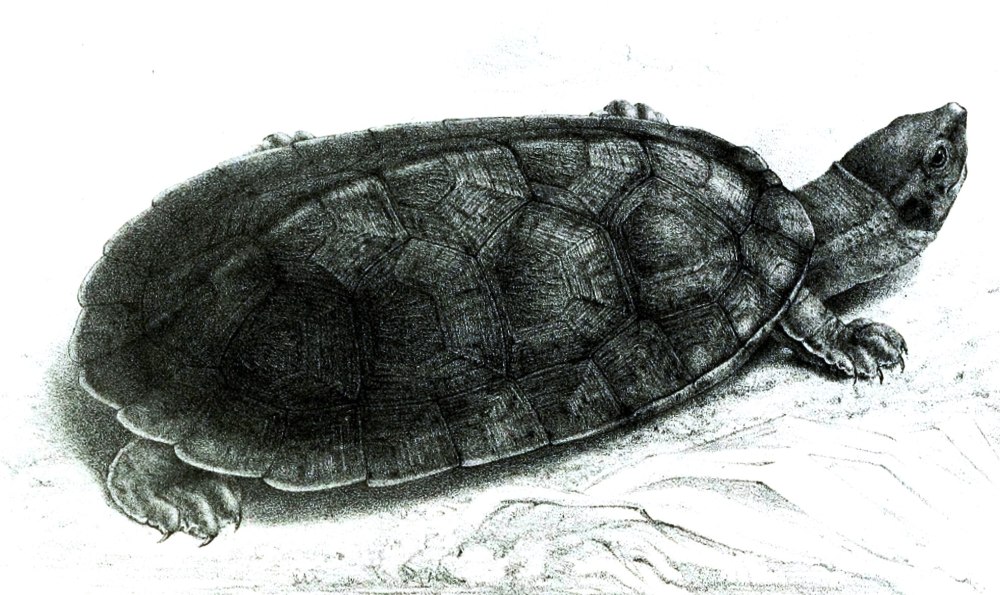 Мексиканские черепахи (Dermatemydidae)