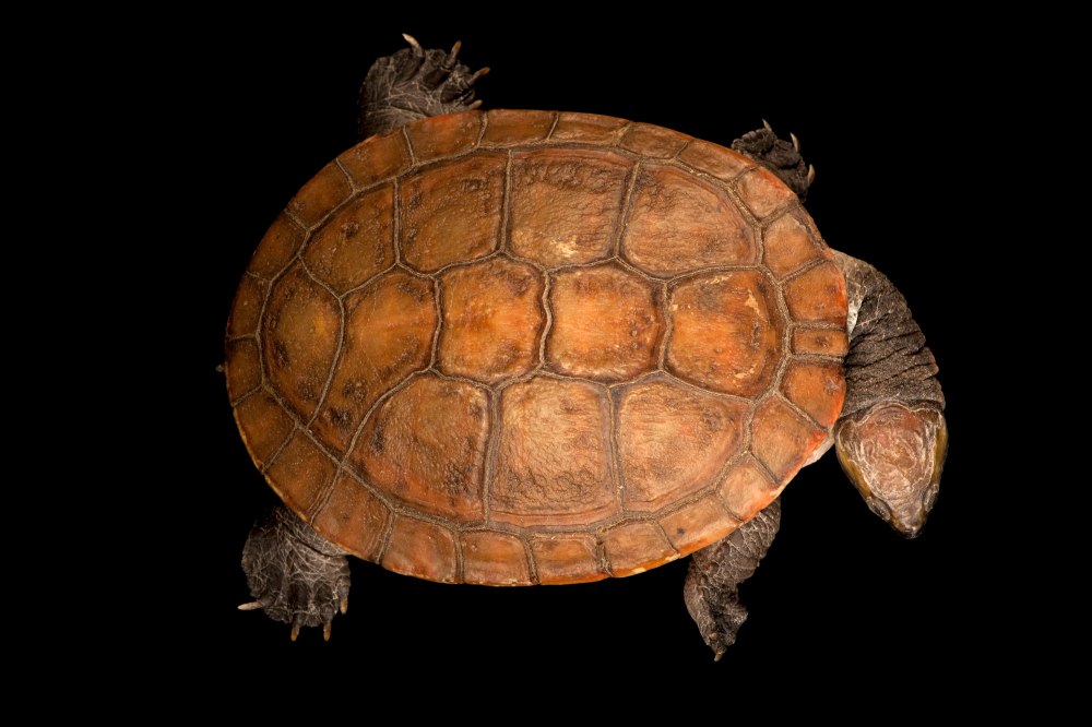 Emydura subglobosa